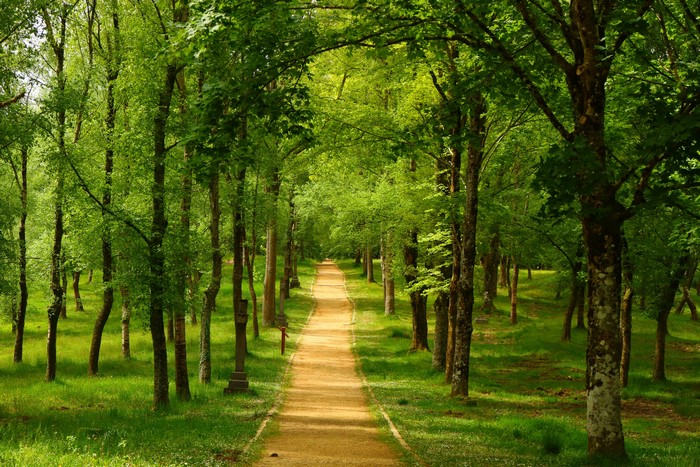 Path through a forest in Urkiola Basque Country, Spain