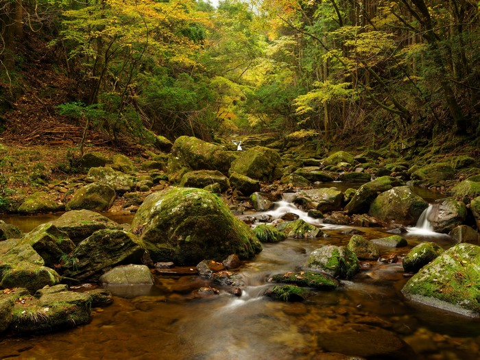 Mossy rocks in a forest stream with a small waterfall