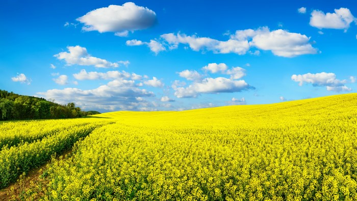 Field of yellow rapeseed flowers under a blue sky with clouds