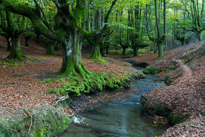 Hayedo de Otzarreta forest with moss-covered trees and stream
