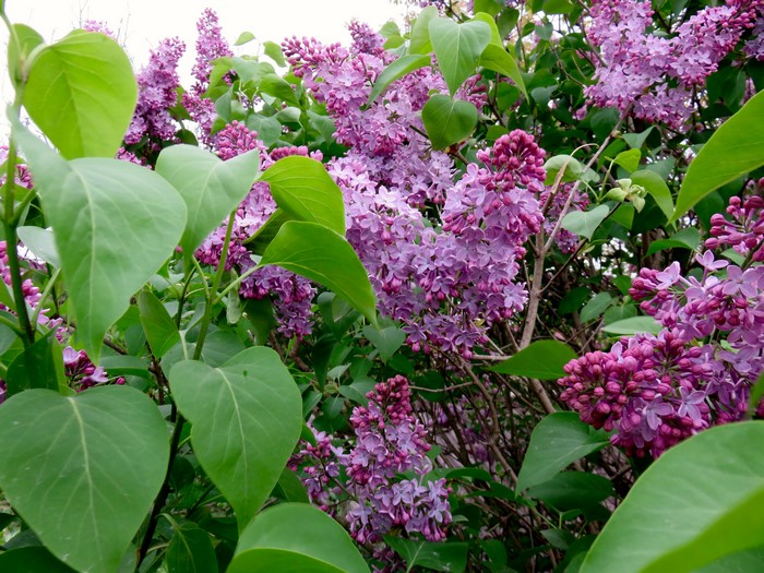 Purple Lilac Flowers and Green Leaves