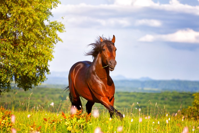 Brown horse running in a grassy field