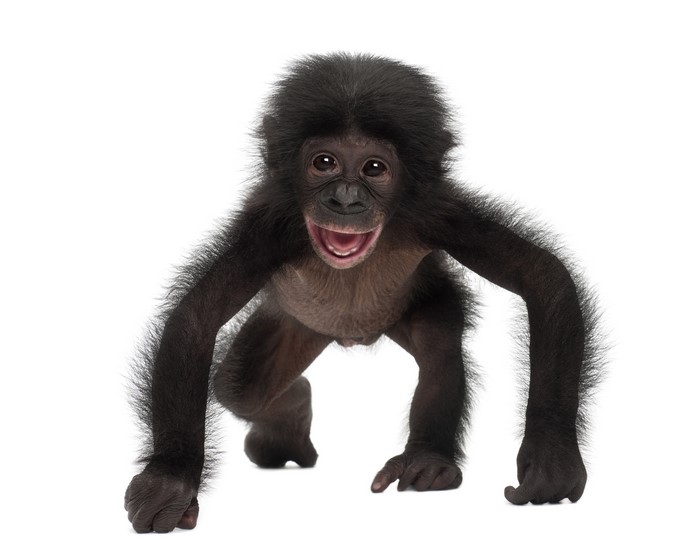 Baby monkey on white background