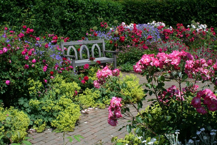 Garden bench surrounded by roses and shrubs