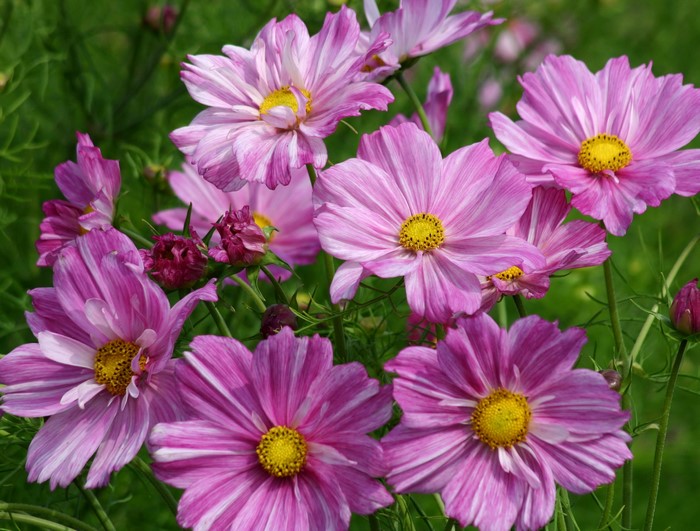 Pink and white striped cosmos flowers