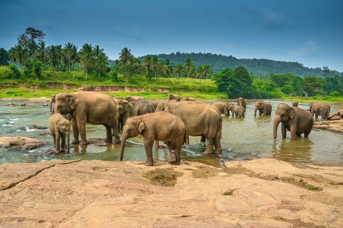 Elephants bathing in a river with palm trees
