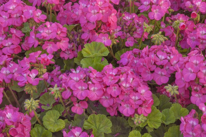 4K Pink Geranium Flowers