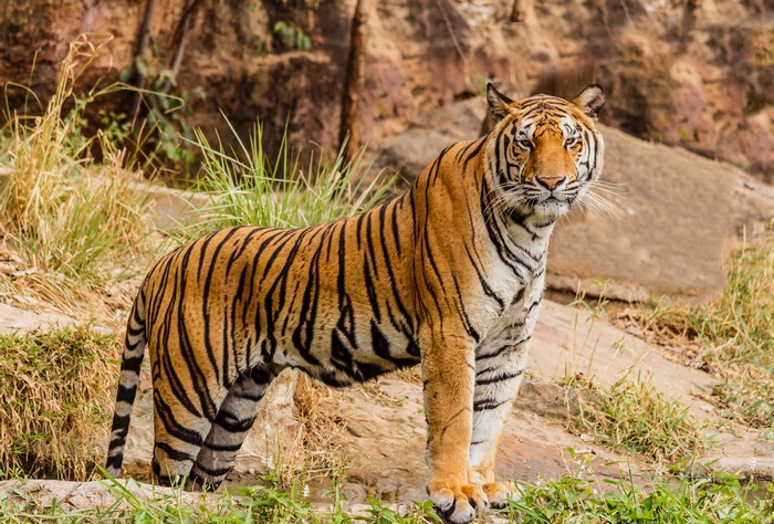 Tiger standing in a rocky, grassy area