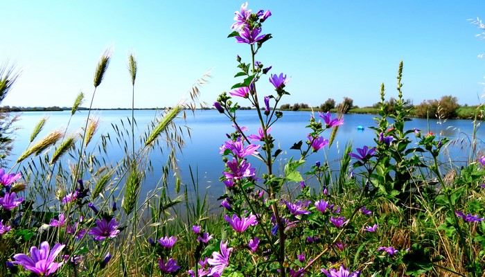 Purple flowers and grass by a lake on a sunny day