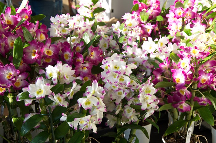 Many orchids with white and pink petals