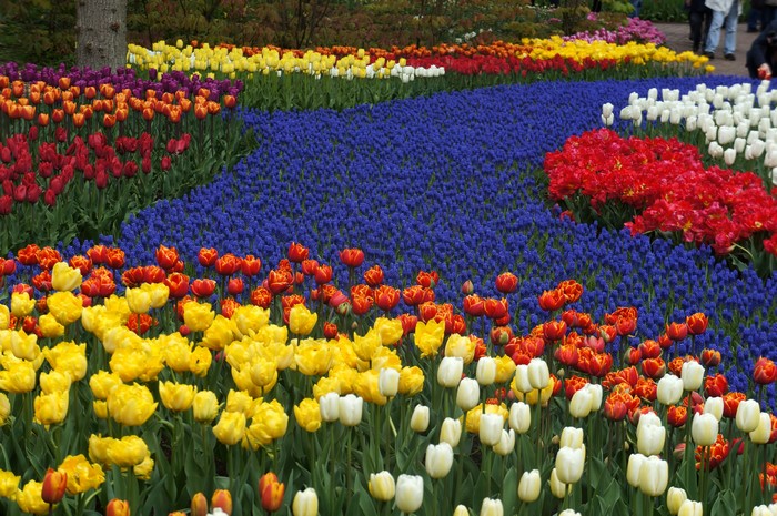 Keukenhof Gardens with Tulips and Hyacinths in the Netherlands