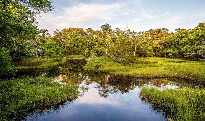 Marshy river with trees and reflections in South Carolina
