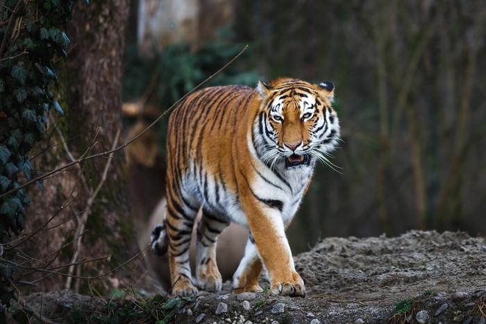 Tiger walking in a forest