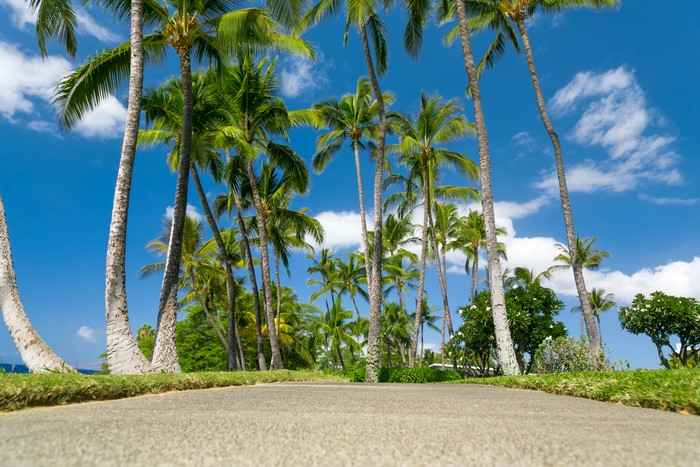 Palm Trees and Pathway in Hawaii