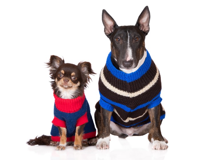 Chihuahua and Bull Terrier wearing sweaters