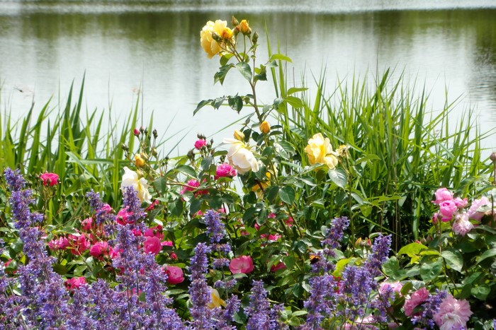 Roses and Catmint by a Lake in Grugapark Essen