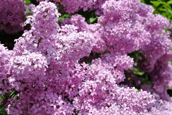 Close-up of blooming purple lilacs