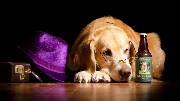 Golden Retriever dog with glasses and a purple hat