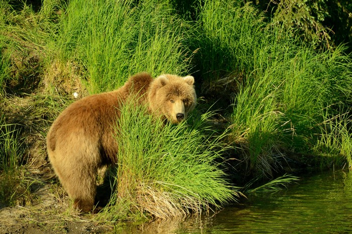 Brown bear in tall green grass by the water