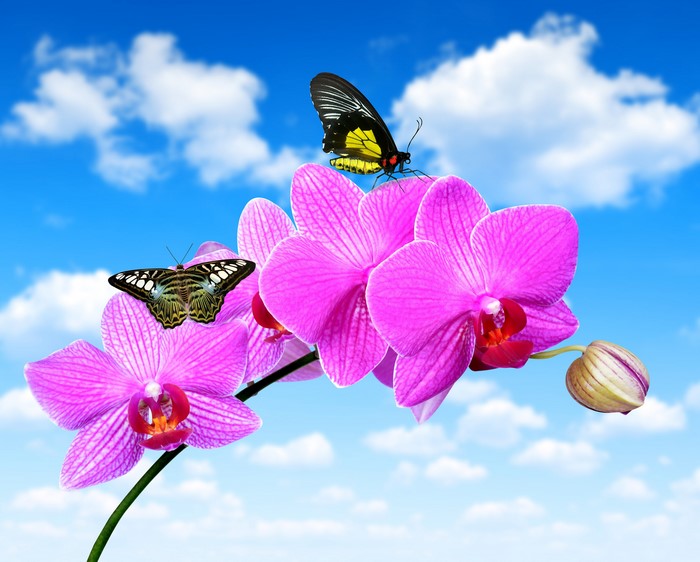 Pink orchids with butterflies against a blue sky
