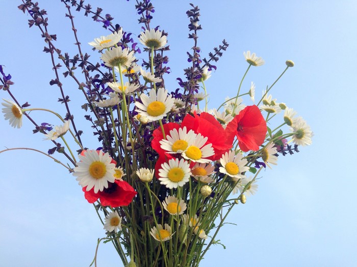 Bouquet of daisies, poppies, and lavender against a blue sky