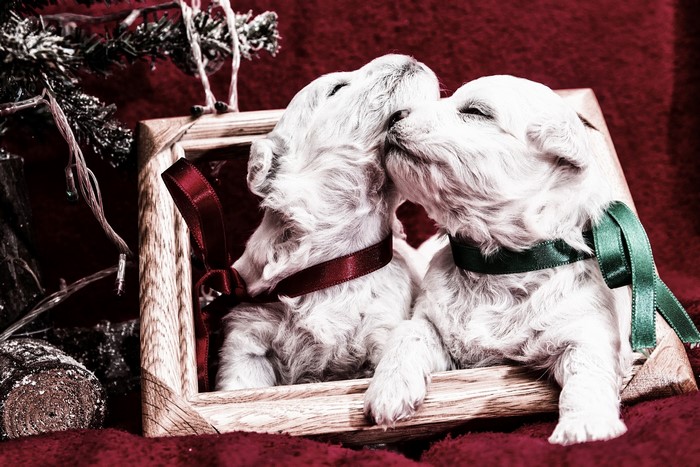 Two white puppies in a wooden frame with Christmas decorations