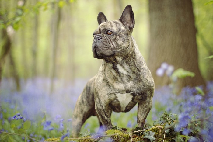 Brindle French Bulldog in a field of bluebells