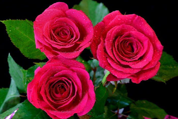 Three pink roses with water droplets on a black background