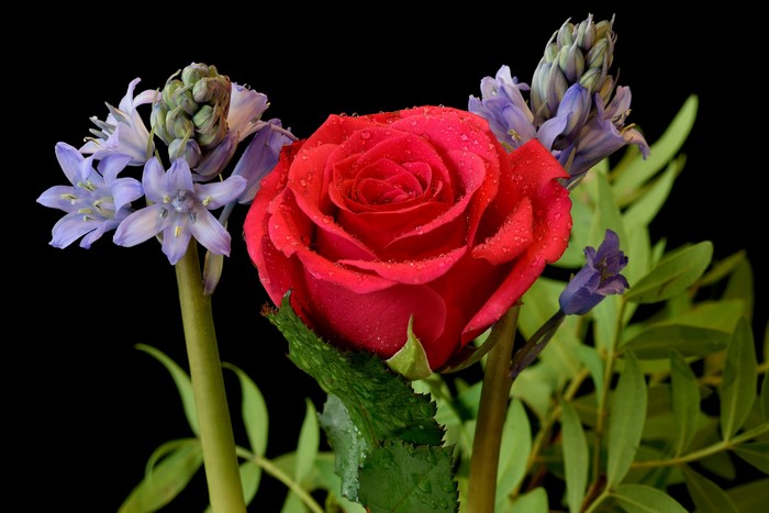 Red rose with hyacinths on black background
