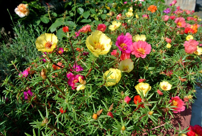 Portulaca flowers in bloom