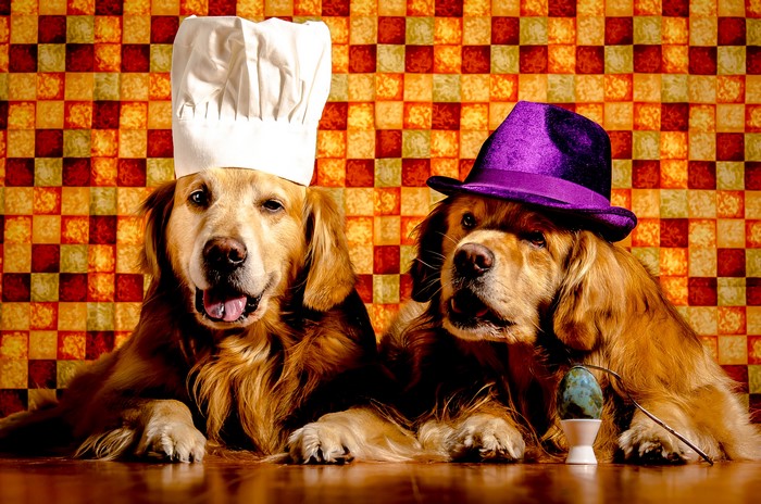 Two Golden Retrievers wearing hats