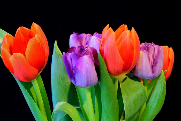 Orange and purple tulips on black background