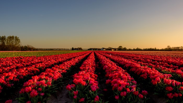Red Tulip Fields in the Netherlands at Sunset