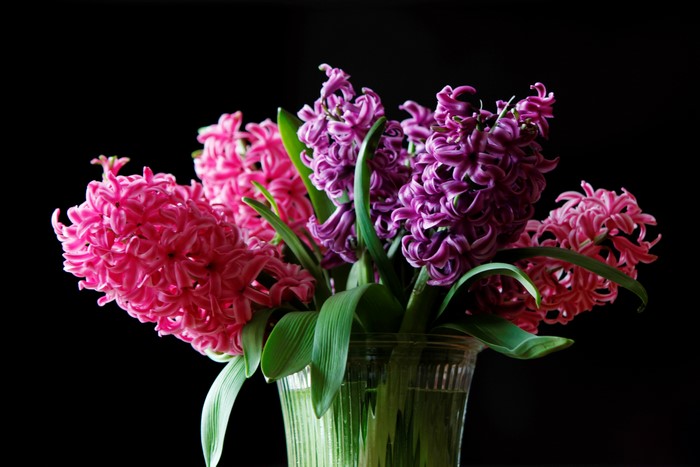 Hyacinths in a vase on a black background