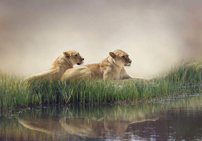 Two Lionesses by a Pond