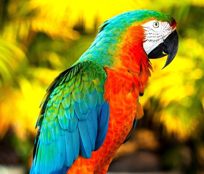 4K Colorful Macaw Parrot