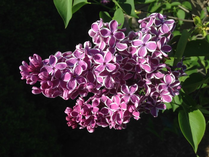 Purple and white variegated lilac flowers