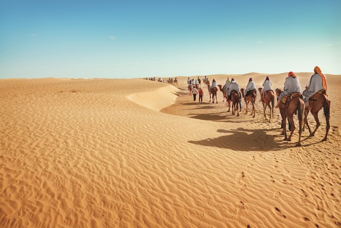 4K Desert Camel Caravan