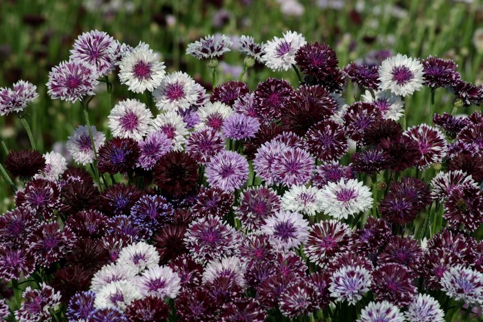 A close-up of many cornflowers in various shades of purple and white.