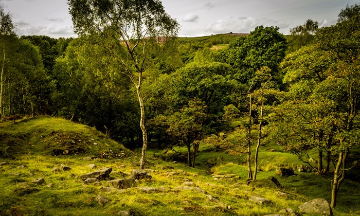 Trees and Grass at Longshaw Estate, United Kingdom