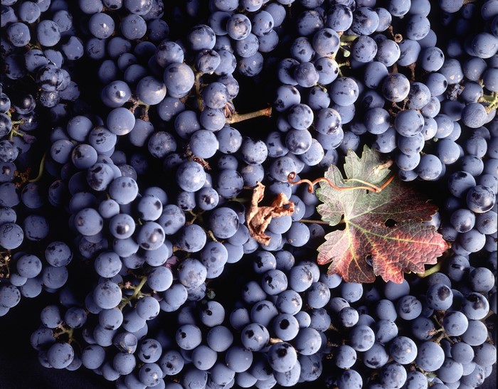 Close-up of dark purple grapes with a leaf