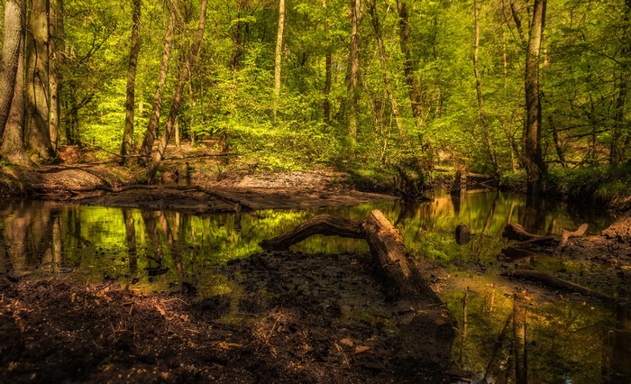 Forest stream with reflections and fallen trees