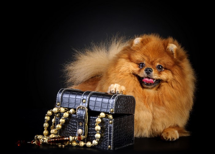Pomeranian dog with a treasure chest and jewelry