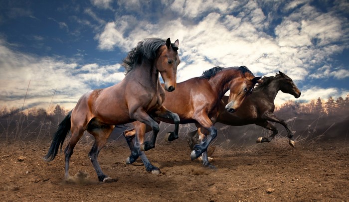 Three horses running under clouds