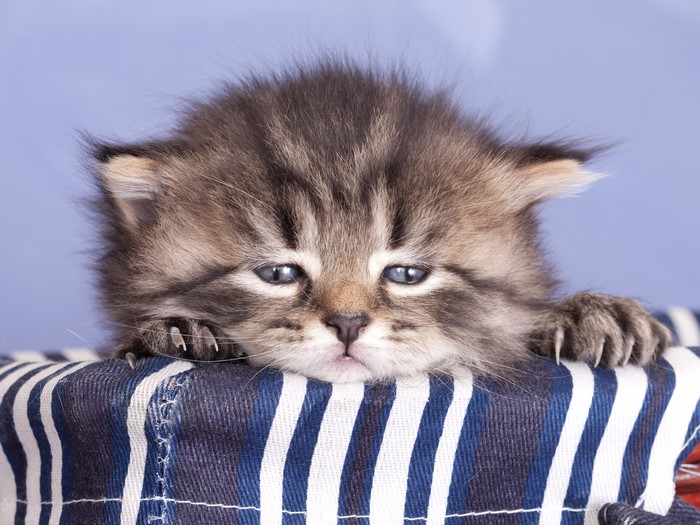 Kitten peeking over a striped basket