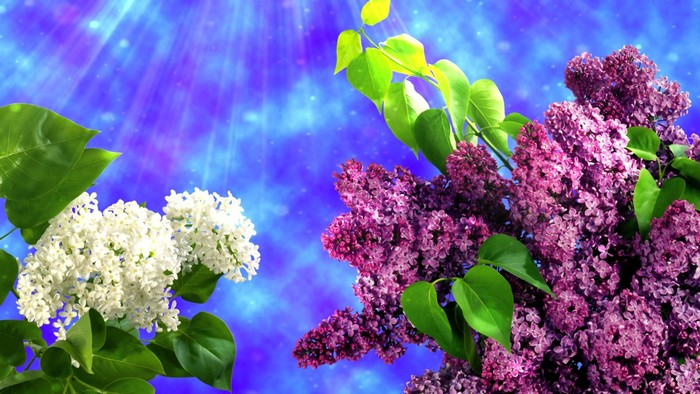 White and purple lilacs with green leaves against a blue background with light rays