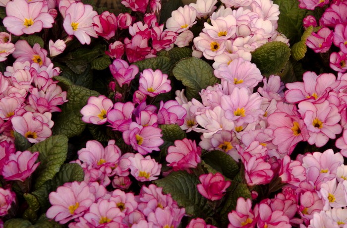 Pink and white primrose flowers