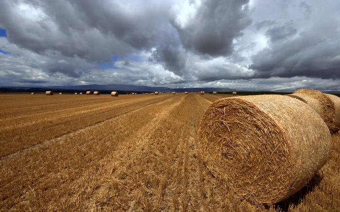 Hay bales in a field under a cloudy sky