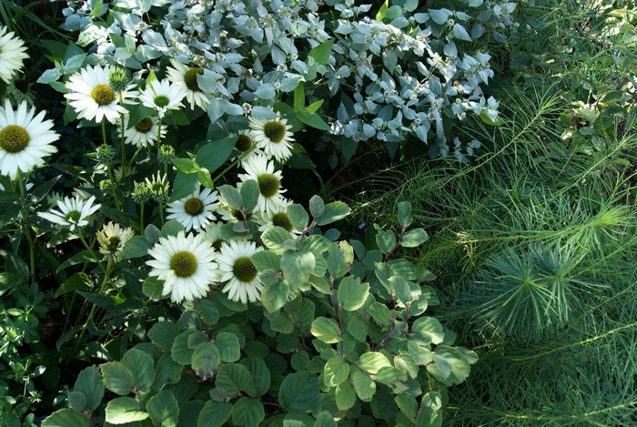 White Echinacea purpurea flowers and green foliage