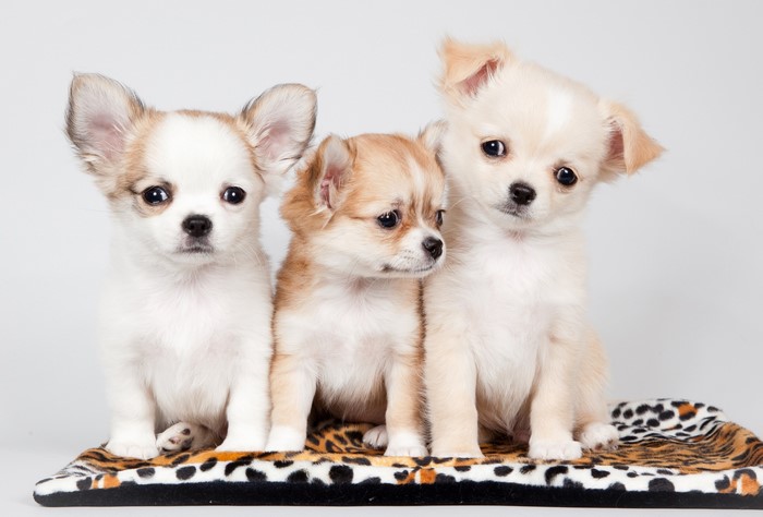 Three Chihuahua puppies sitting on a blanket